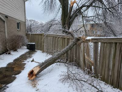 Wind-snapped branch draped across a backyard fence near the lake