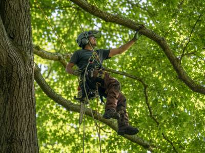 Climber working through a wind-shaped crown a block from the boardwalk