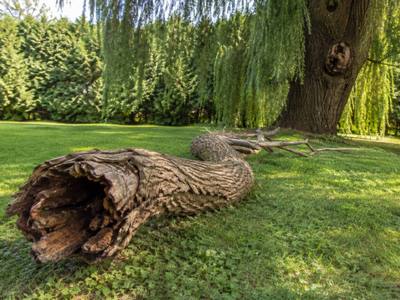 Hollow trunk section set on the grass after a takedown