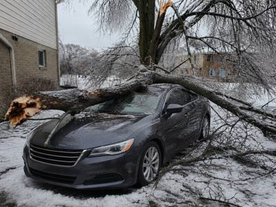 Storm-toppled limb across a driveway after a lake wind event