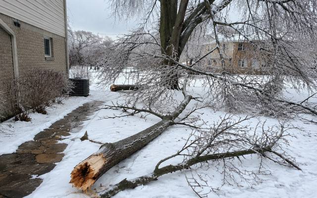 Broken limb snapped off at the trunk and resting on a lawn near the boardwalk