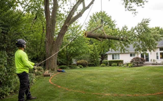 Ground crew lowering a cut section on a rigging line during a lakefront tree removal