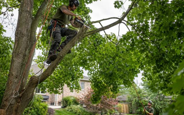 Pruning cut being made in a lakefront maple shaped by years of onshore wind