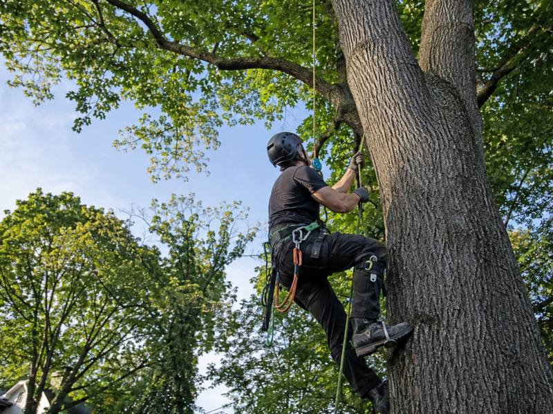 Climber ascending a wind-leaning trunk on rope and spikes